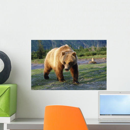 Captive Brown Bear Walking Wall Mural