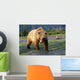 Captive Brown Bear Walking Wall Mural
