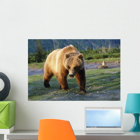 Captive Brown Bear Walking Wall Mural