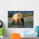 Captive Brown Bear Walking Wall Mural