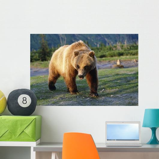Captive Brown Bear Walking Wall Mural