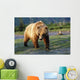 Captive Brown Bear Walking Wall Mural