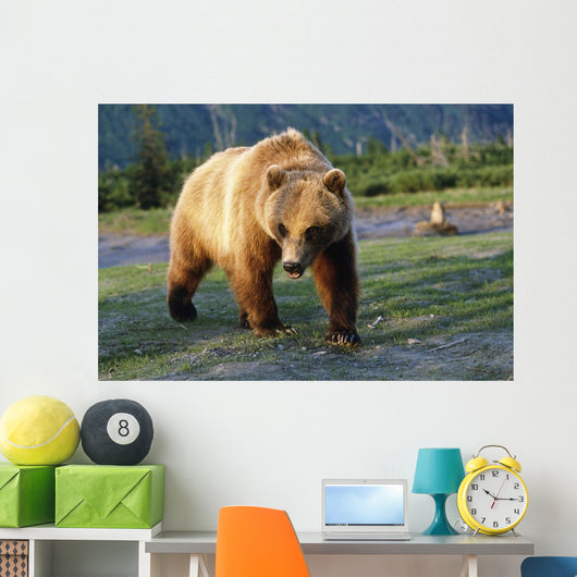 Captive Brown Bear Walking Wall Mural