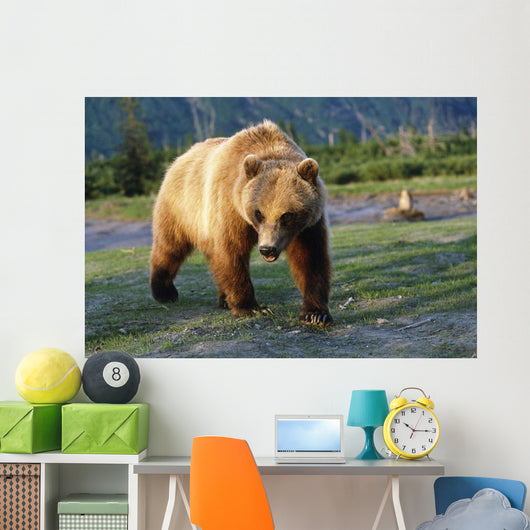 Captive Brown Bear Walking Wall Mural