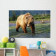 Captive Brown Bear Walking Wall Mural