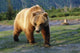 Captive Brown Bear Walking Wall Mural
