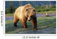 Captive Brown Bear Walking Wall Mural