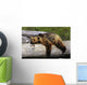 Captive Grizzly Lays On A Log Wall Mural