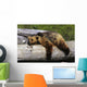 Captive Grizzly Lays On A Log Wall Mural