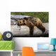 Captive Grizzly Lays On A Log Wall Mural