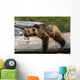 Captive Grizzly Lays On A Log Wall Mural