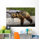 Captive Grizzly Lays On A Log Wall Mural