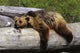 Captive Grizzly Lays On A Log Wall Mural