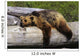 Captive Grizzly Lays On A Log Wall Mural