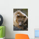 Brown Bear Laying Down At Alaska Wildlife Conservation Center Wall Mural