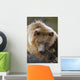 Brown Bear Laying Down At Alaska Wildlife Conservation Center Wall Mural