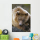 Brown Bear Laying Down At Alaska Wildlife Conservation Center Wall Mural