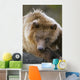 Brown Bear Laying Down At Alaska Wildlife Conservation Center Wall Mural