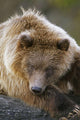 Brown Bear Laying Down At Alaska Wildlife Conservation Center Wall Mural