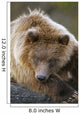 Brown Bear Laying Down At Alaska Wildlife Conservation Center Wall Mural