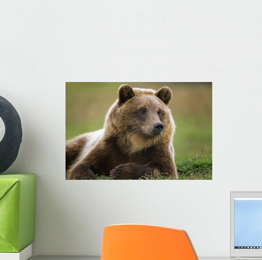 Captive Brown Bear Laying Down Wall Mural