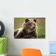 Captive Brown Bear Laying Down Wall Mural