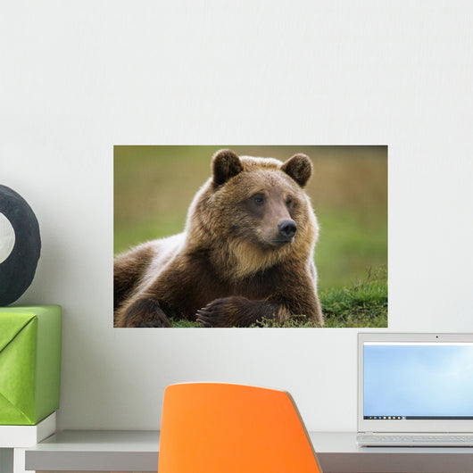 Captive Brown Bear Laying Down Wall Mural