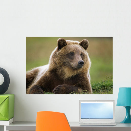 Captive Brown Bear Laying Down Wall Mural