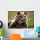 Captive Brown Bear Laying Down Wall Mural