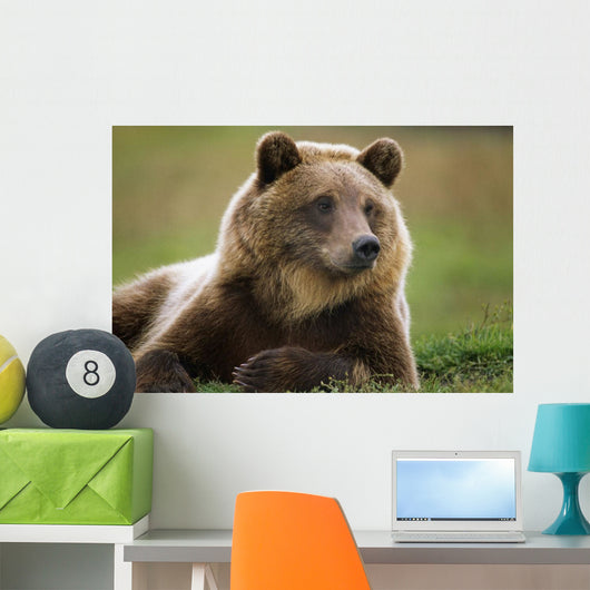 Captive Brown Bear Laying Down Wall Mural