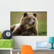 Captive Brown Bear Laying Down Wall Mural