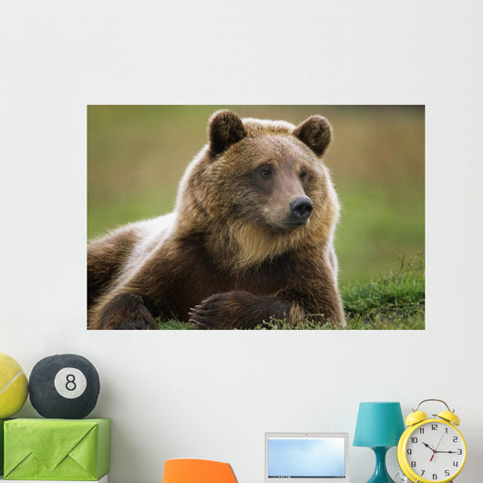 Captive Brown Bear Laying Down Wall Mural