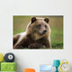 Captive Brown Bear Laying Down Wall Mural