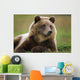 Captive Brown Bear Laying Down Wall Mural