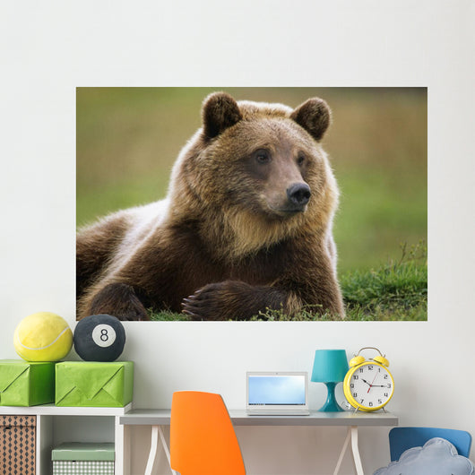 Captive Brown Bear Laying Down Wall Mural