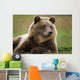 Captive Brown Bear Laying Down Wall Mural