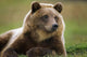 Captive Brown Bear Laying Down Wall Mural