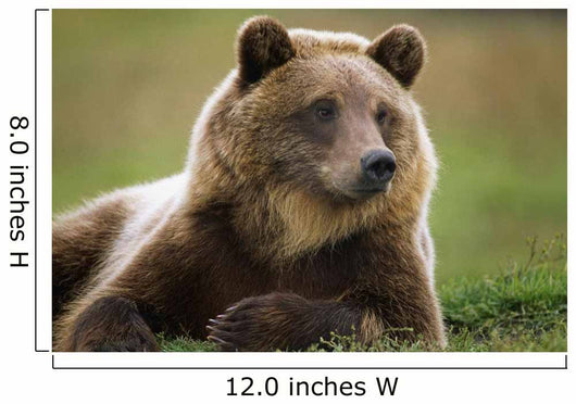 Captive Brown Bear Laying Down Wall Mural