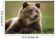 Captive Brown Bear Laying Down Wall Mural
