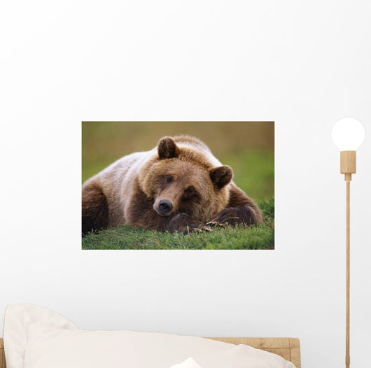 Captive Brown Bear Laying Down Wall Mural