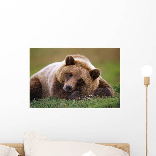 Captive Brown Bear Laying Down Wall Mural