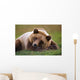 Captive Brown Bear Laying Down Wall Mural