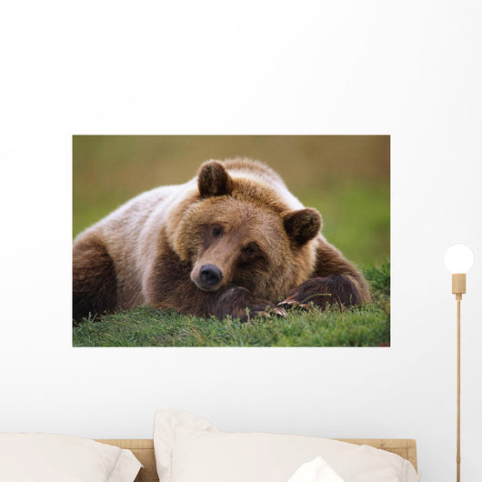 Captive Brown Bear Laying Down Wall Mural