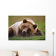 Captive Brown Bear Laying Down Wall Mural