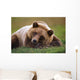 Captive Brown Bear Laying Down Wall Mural