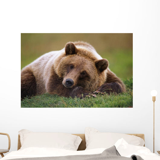Captive Brown Bear Laying Down Wall Mural