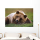 Captive Brown Bear Laying Down Wall Mural