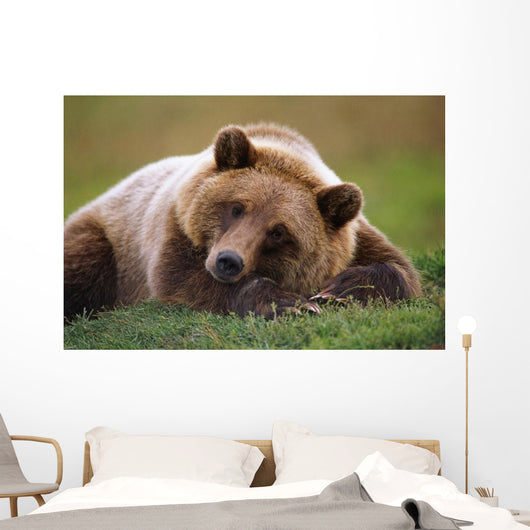 Captive Brown Bear Laying Down Wall Mural
