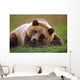 Captive Brown Bear Laying Down Wall Mural