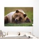 Captive Brown Bear Laying Down Wall Mural